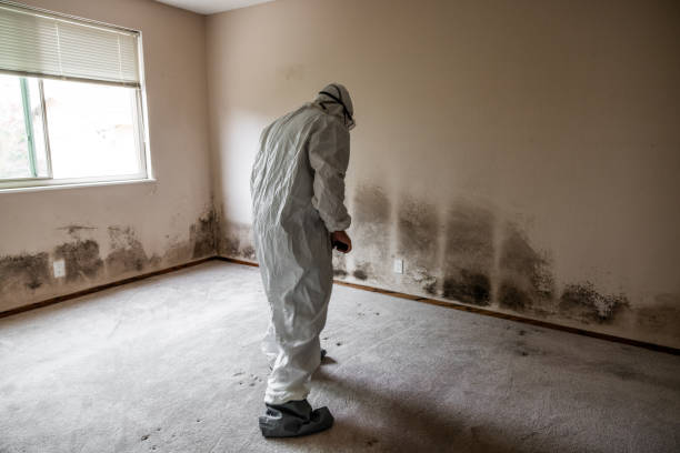 Asbestos and Lead Testing During Mold Inspection in Laughlin, NV